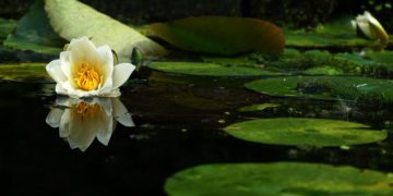 How to Determine the Best Place to Dig a Pond?